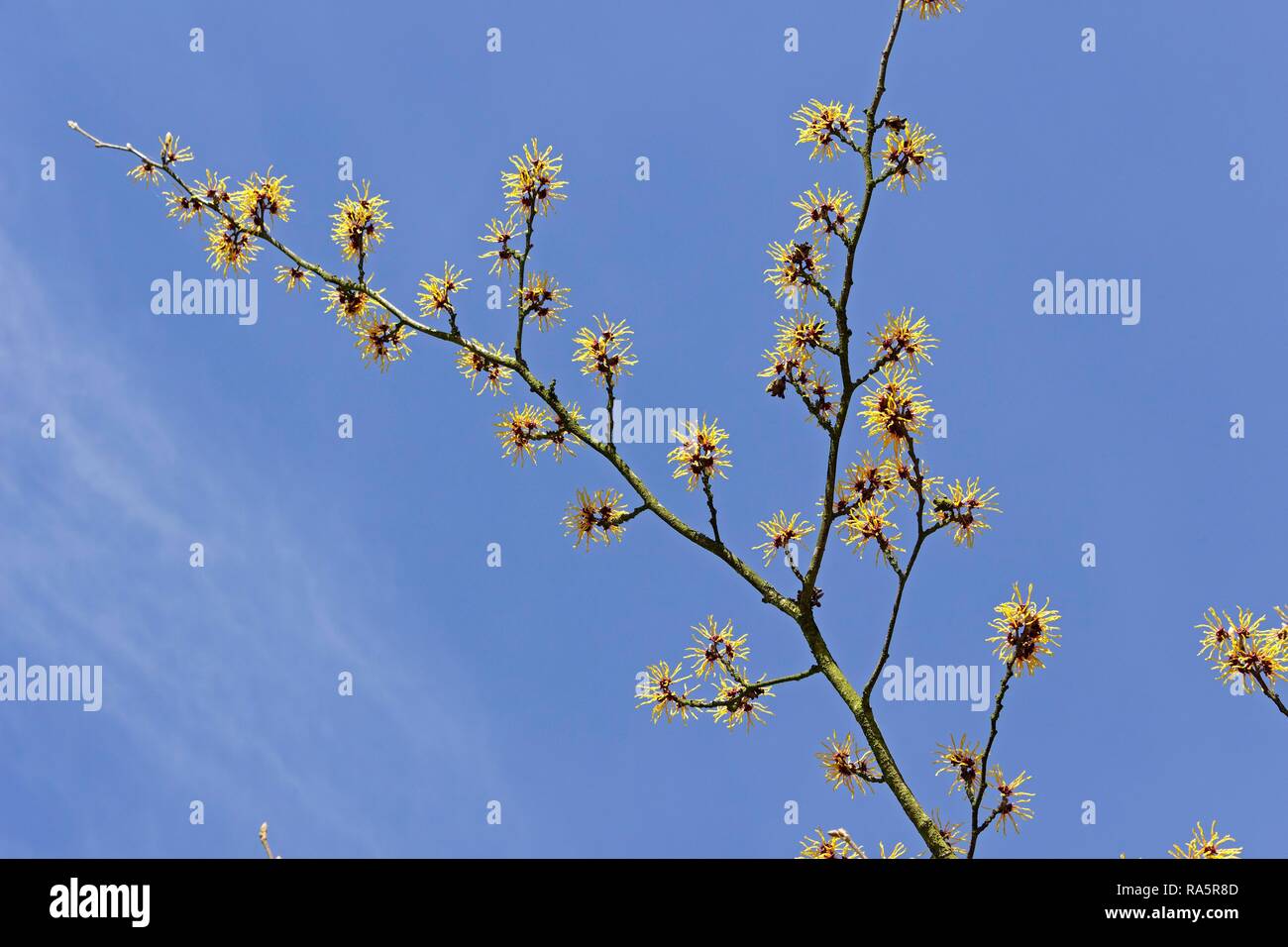 Strega-Hazel (Hamamelis), Germania Foto Stock