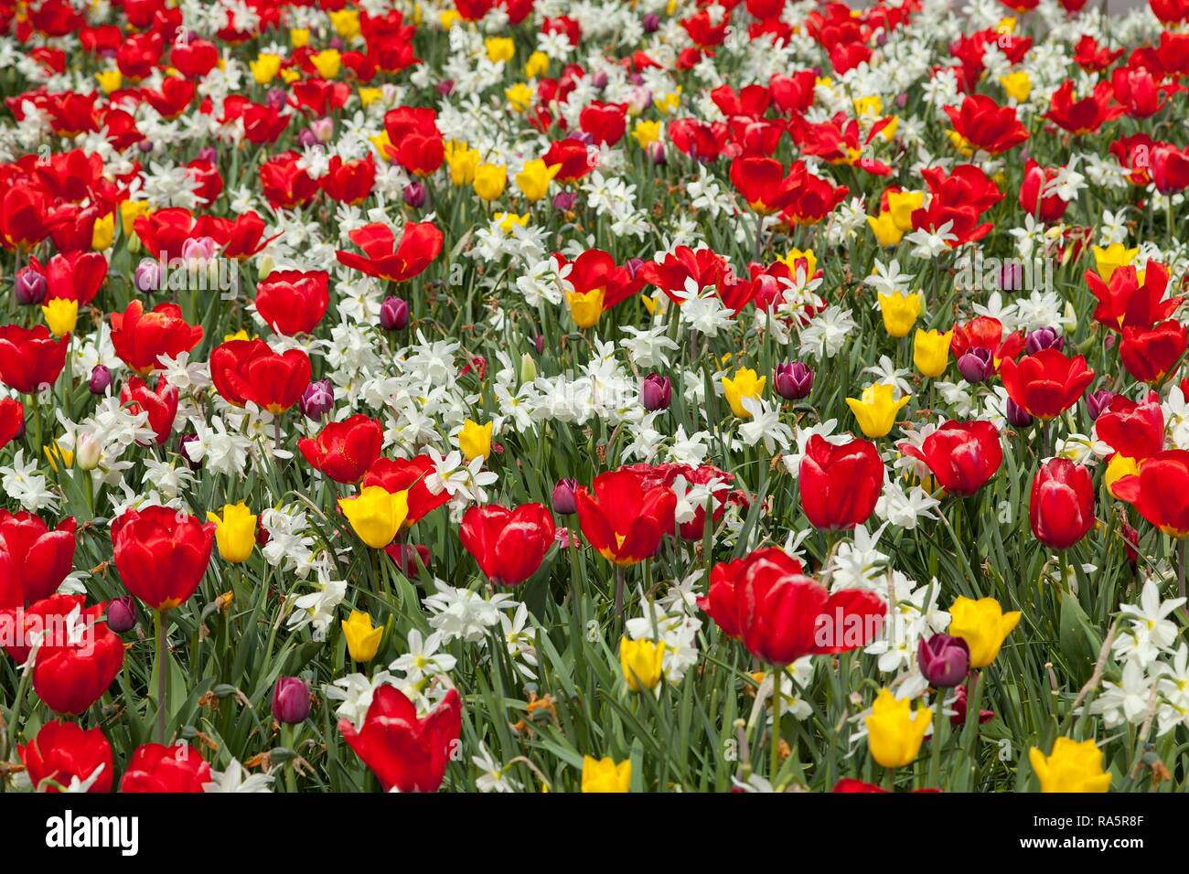 Fiore di primavera-letto, Tulipani (Tulipa sp.) e narcisi (Narcissus sp.) in aiuola, Nord Reno-Westfalia, Germania Foto Stock
