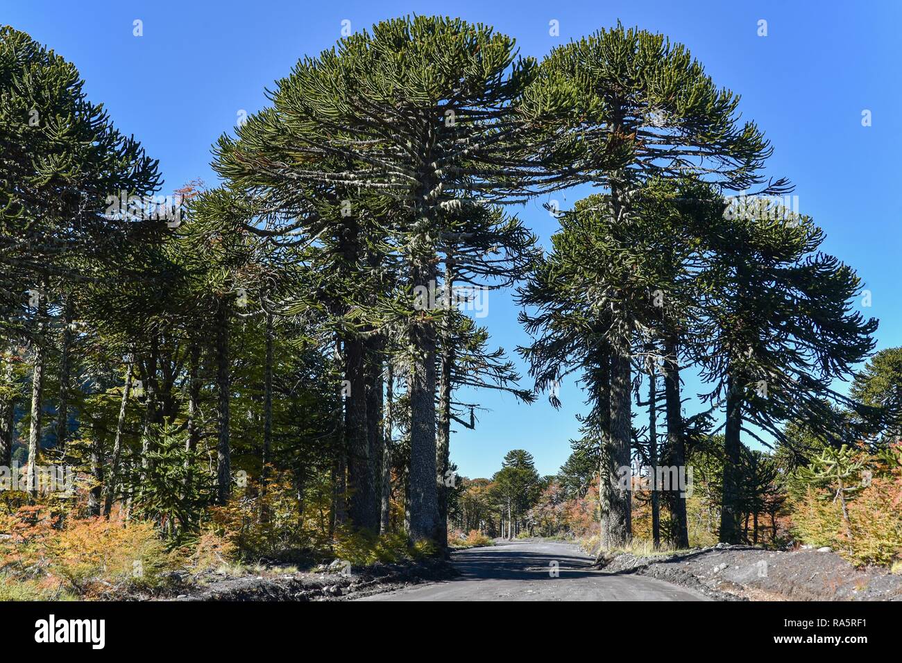 Strada sterrata passa attraverso monkey puzzle alberi (Araucaria araucana), tra San Martin de los Andes e Pucon, Lanin National Foto Stock