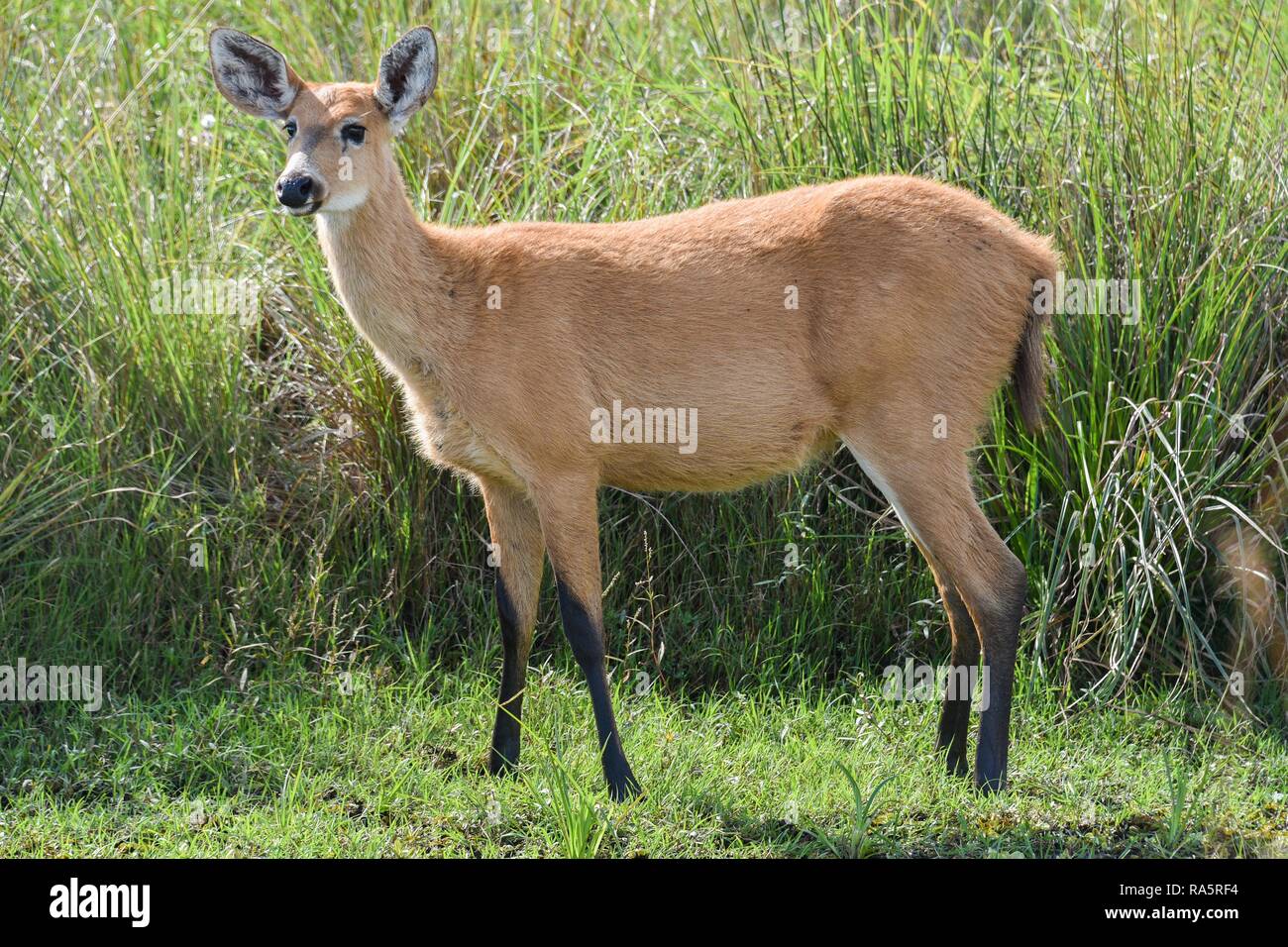 Marsh deer (Blastocerus dichotomus) nell'area della palude di Esteros del Iberá, provincia di Corrientes, Argentina Foto Stock