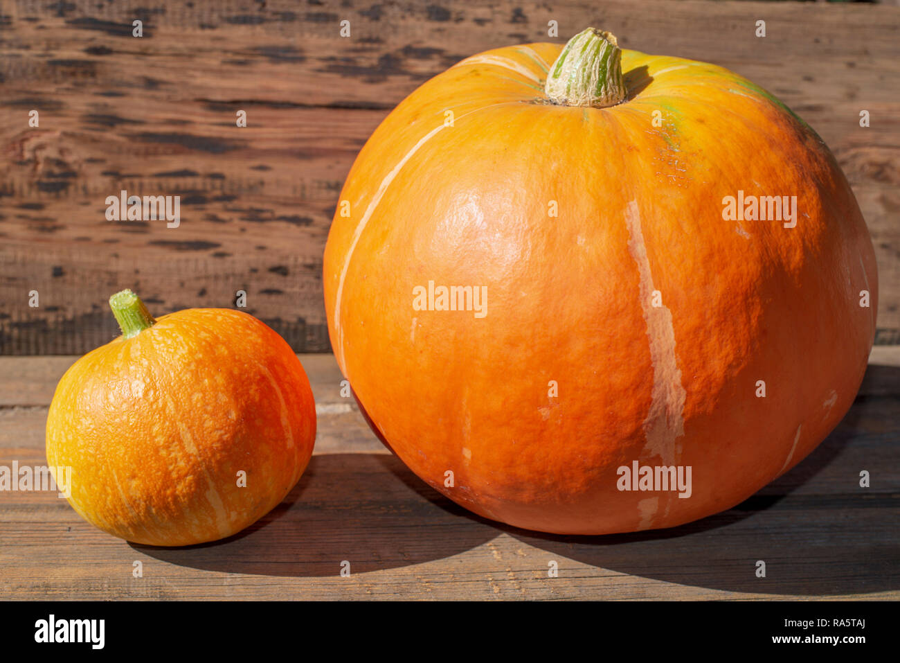 Grande e piccola zucca matura su sfondo di legno Foto Stock
