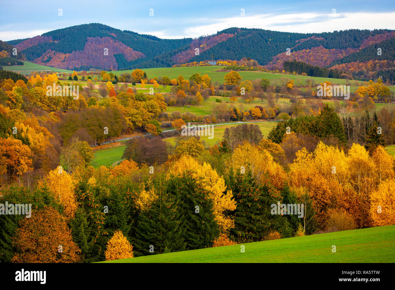 Autunno foresta nella zona di Sauerland, Renania settentrionale-Vestfalia,Germania, vicino a Schmallenberg, Foto Stock