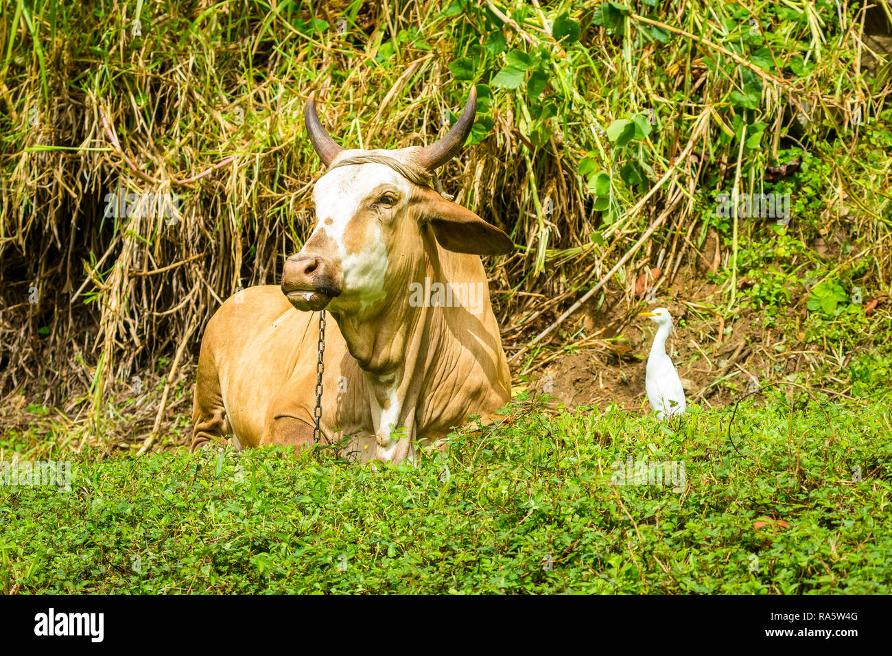 Tobago cultura e benessere degli animali. Grande, mucca cornuta, incatenato ad un palo e disteso nella foresta pluviale con un airone bianco uccello a destra. Foto Stock