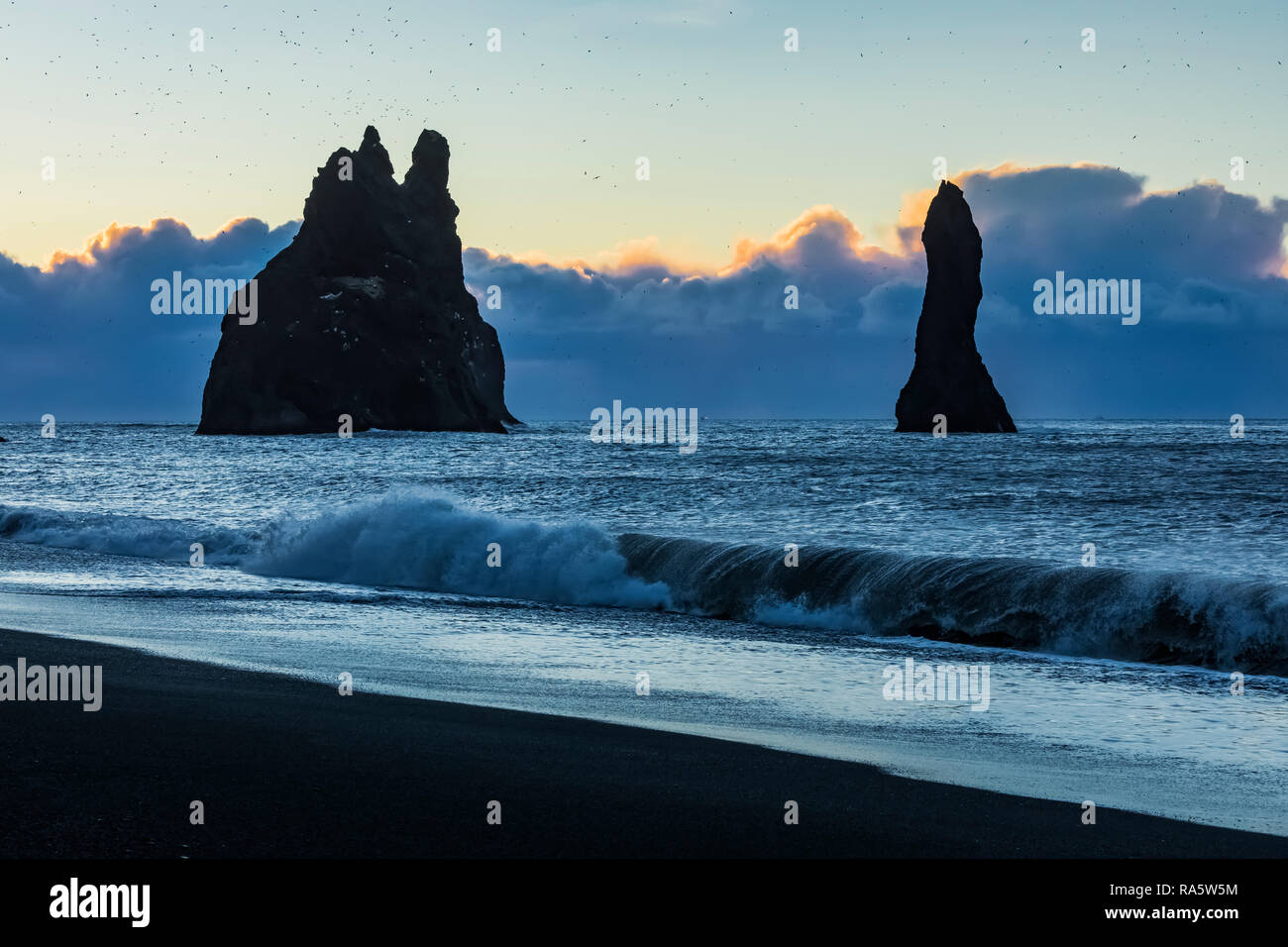 Reynisfjara sabbia nera, Beachl con uomo a camminare e Fulmars settentrionale, Fulmarus glacialis, volare in numeri elevati al di sopra del mare Reynisdrangar pile, ho Foto Stock