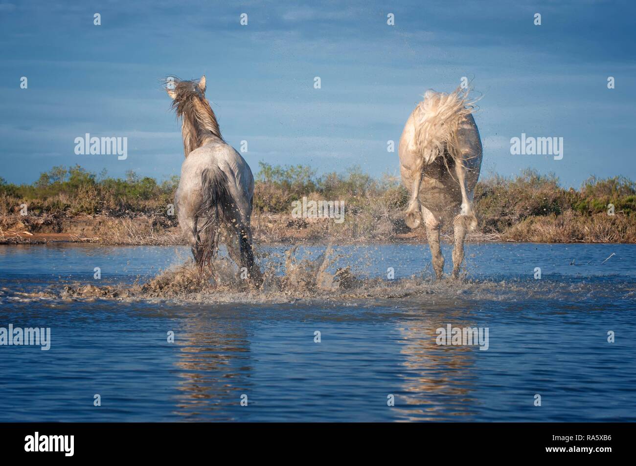 Cavalli Camargue, stallone calci nell'acqua, Bouches du Rhône, Francia, Europa Foto Stock