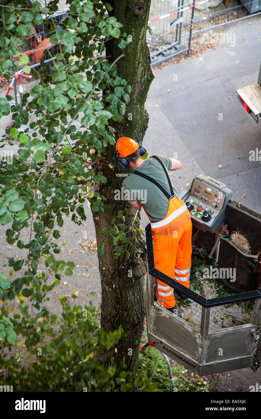 Tree il lavoro di taglio, diradamento dei rami di un albero su di una strada, un lavoratore in una cherry picker o sollevamento del braccio il taglio del vecchio e morto Foto Stock