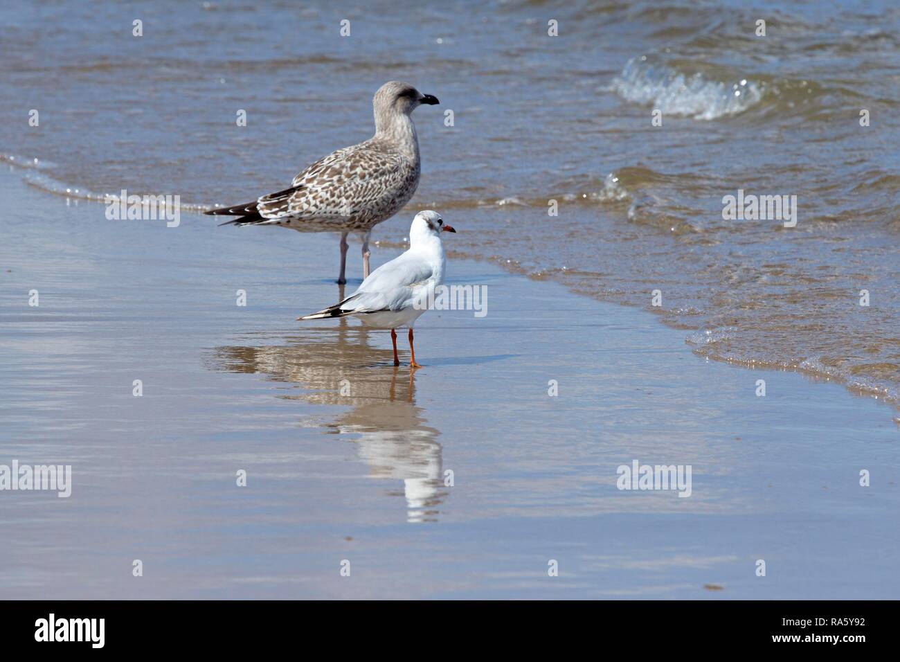 Giovani aringhe gabbiano (Larus argentatus) e una a testa nera (gabbiano Larus ridibundus) su una spiaggia, Ahlbeck, isola di Usedom Foto Stock