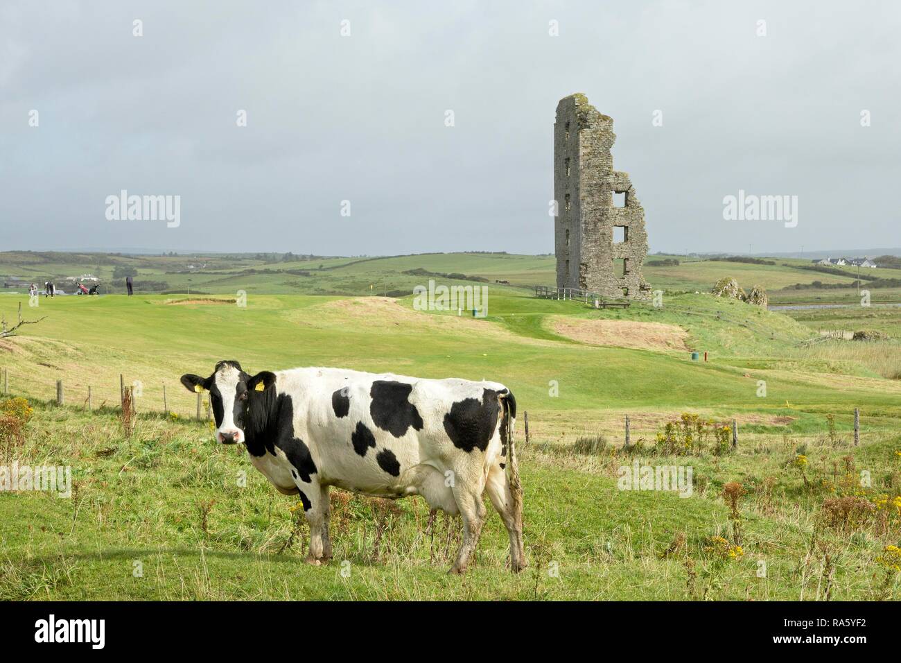 Mucca davanti a ruderi, Lahinch, County Clare, Irlanda, Europa PublicGround Foto Stock