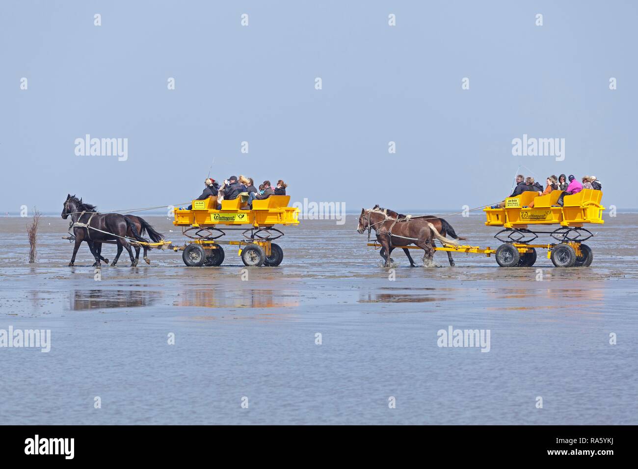 Carrozza a cavalli tour attraverso le velme, Duhnen, Cuxhaven, Bassa Sassonia, Germania Foto Stock