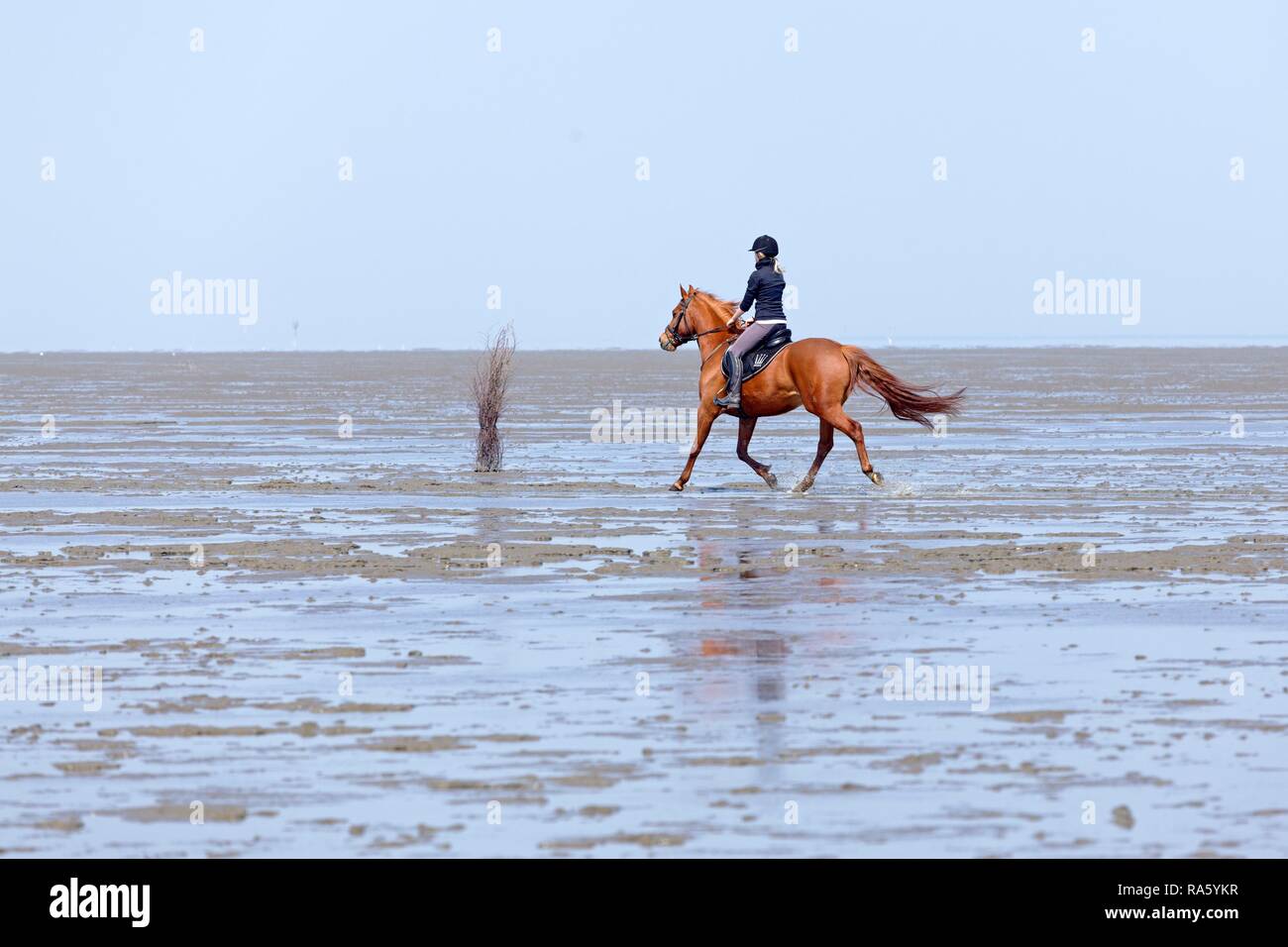 Equitazione in velme, Duhnen, Cuxhaven, Bassa Sassonia, Germania Foto Stock