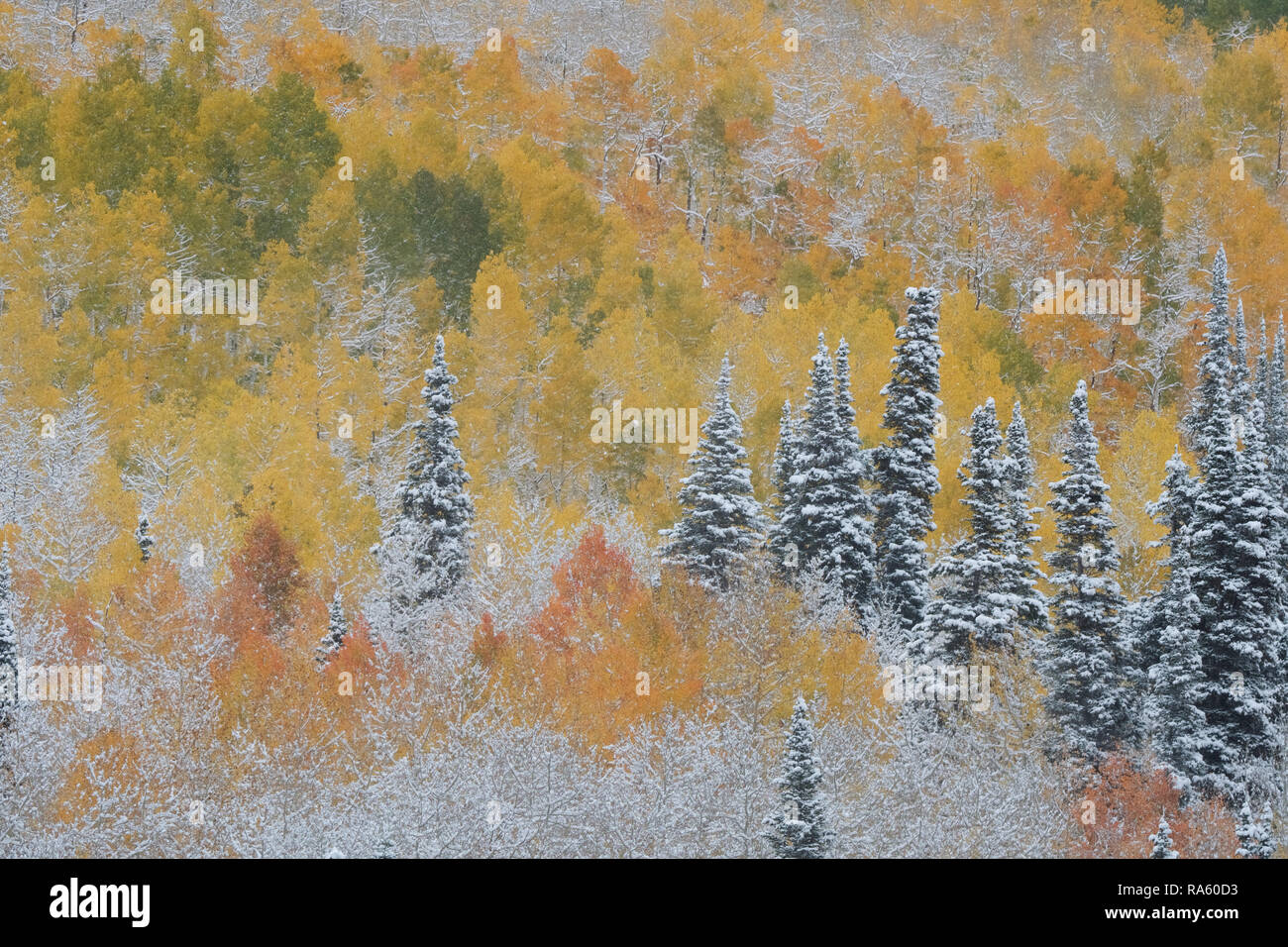 Alberi con la caduta delle foglie e neve Foto Stock