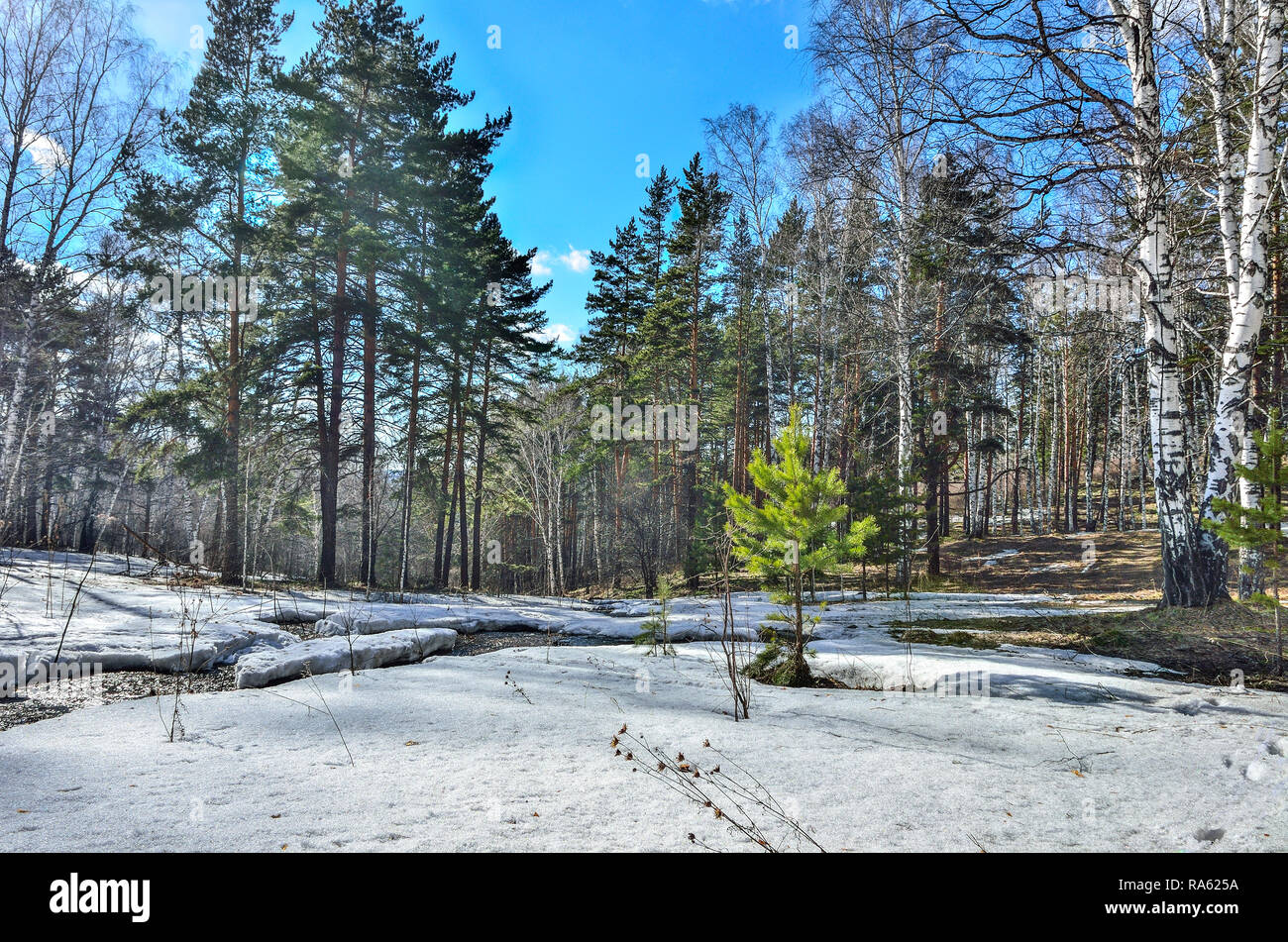 Inizio della primavera paesaggio nella foresta dove betulle bianche, verde di pini e primo erba giovane, con fusione della neve e brook a bright giornata di sole Foto Stock