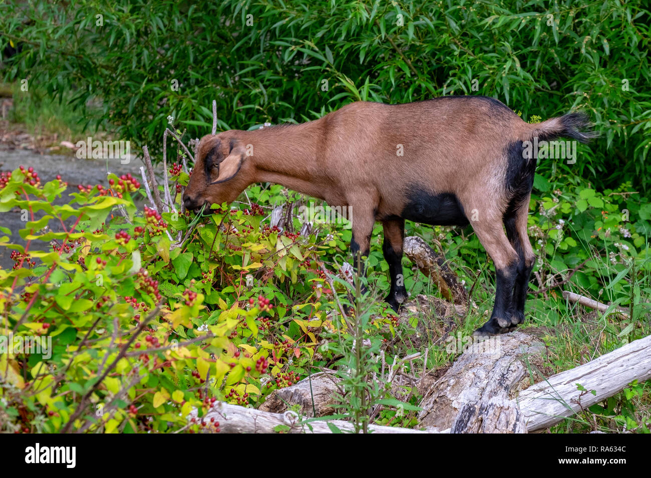 Caprini essendo utilizzato per controllare le infestanti lungo una riva di un fiume a Hobart in Tasmania Foto Stock