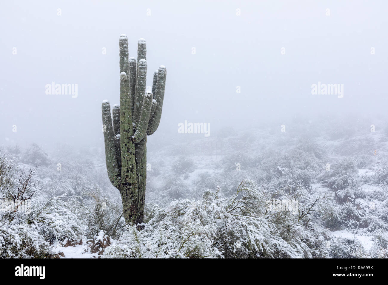 Neve d'inverno su un cactus Saguaro nel deserto dell'Arizona Foto Stock