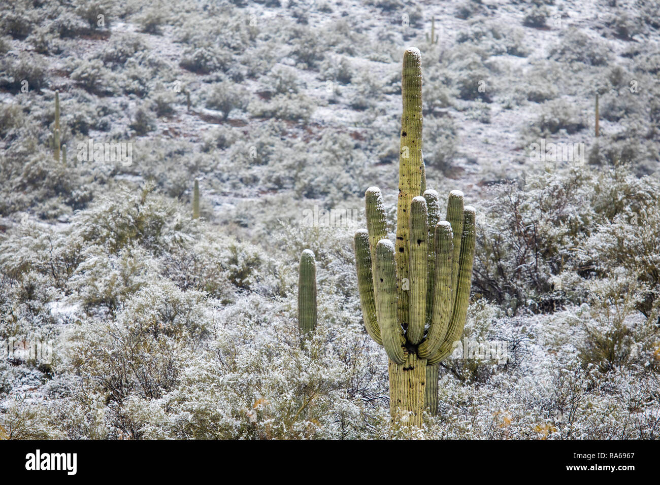 La neve cade nel deserto dell'Arizona ad altitudini basse fino a 2.000 piedi, a nord di Phoenix come una fredda tempesta invernale spostata attraverso l'area di Bumble Bee, Arizona, Stati Uniti Foto Stock