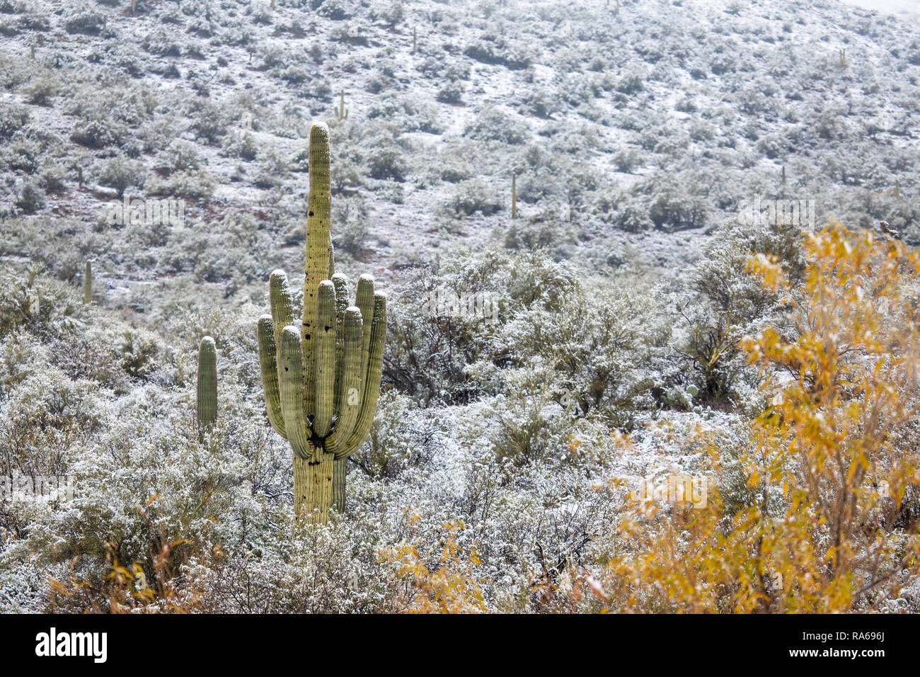 La neve cade nel deserto dell'Arizona ad altitudini basse fino a 2.000 piedi, a nord di Phoenix come una fredda tempesta invernale spostata attraverso l'area di Bumble Bee, Arizona, Stati Uniti Foto Stock