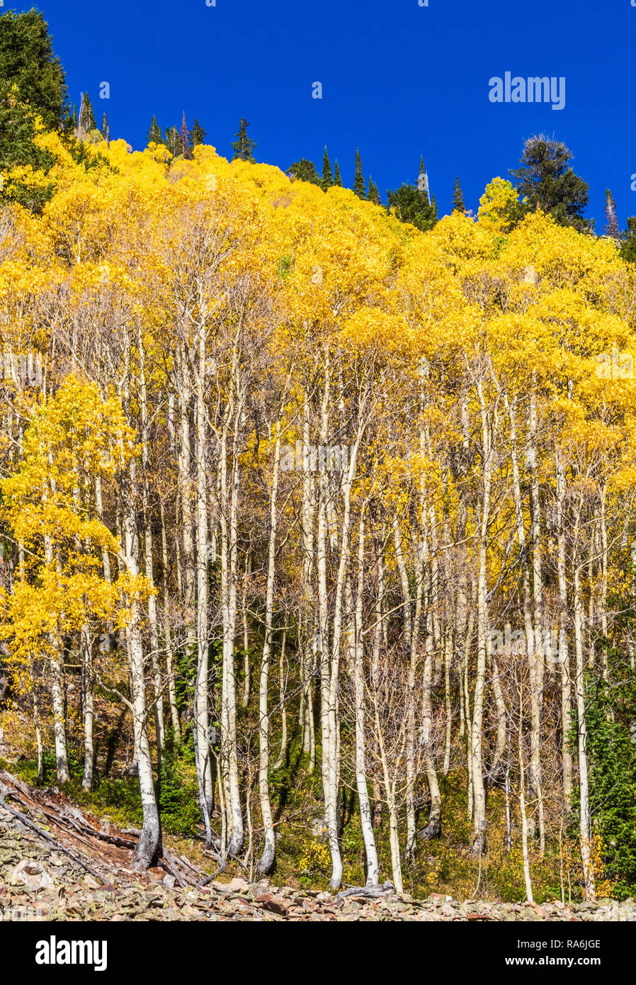 Aspen alberi e Colore di autunno lungo la Ohio Pass Road, Colorado 730, in Colorado. Foto Stock