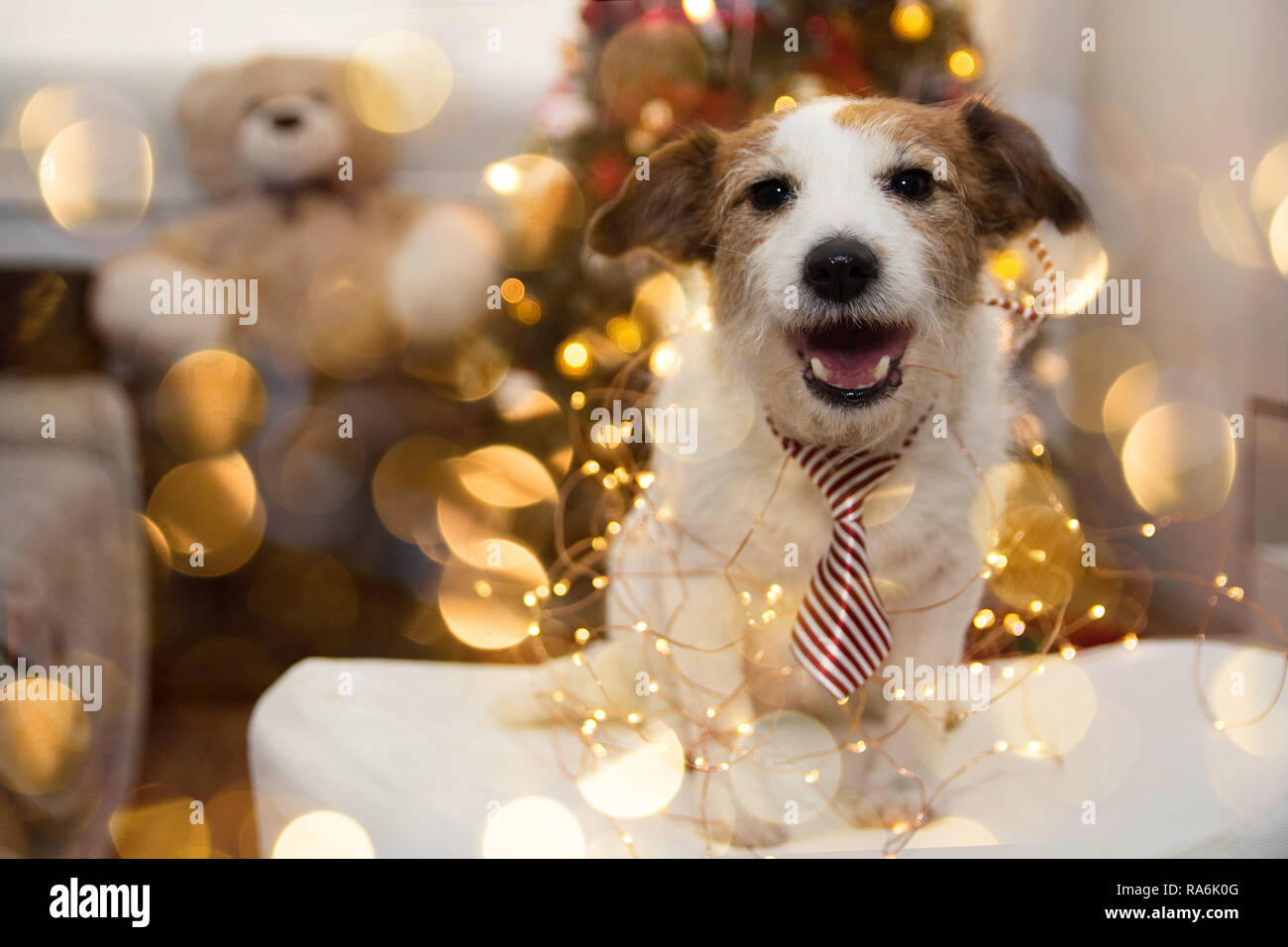 Natale o Capodanno cane. HAPPY Jack Russell cucciolo indossando un STRIPED  cravatta rossa per i giorni festivi e le luci di Natale albero come sfondo  Foto stock - Alamy