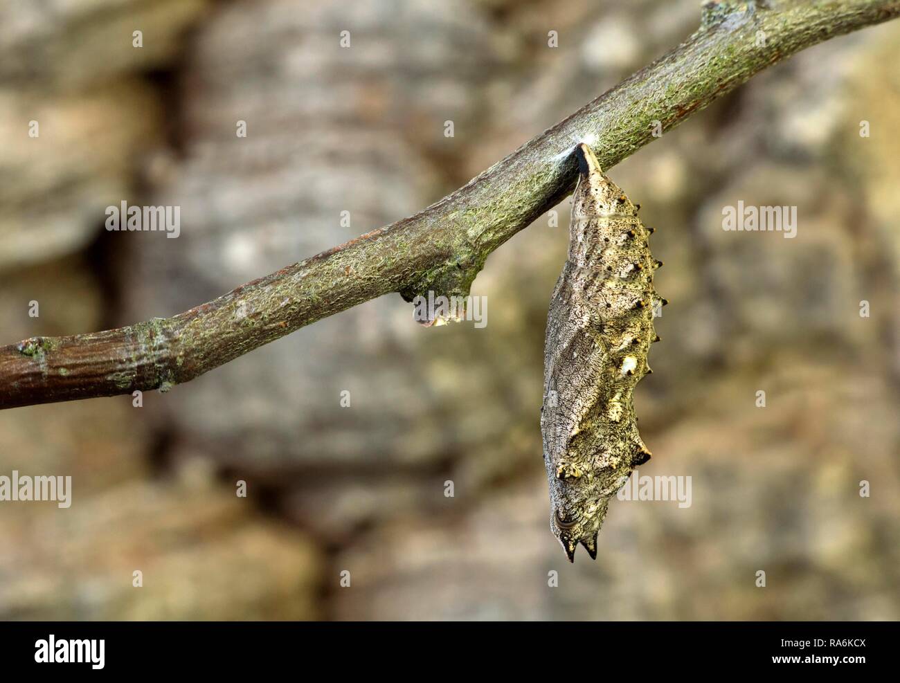 Cocoon, butterfly piccola tartaruga (Aglais urticae), Svizzera Foto Stock