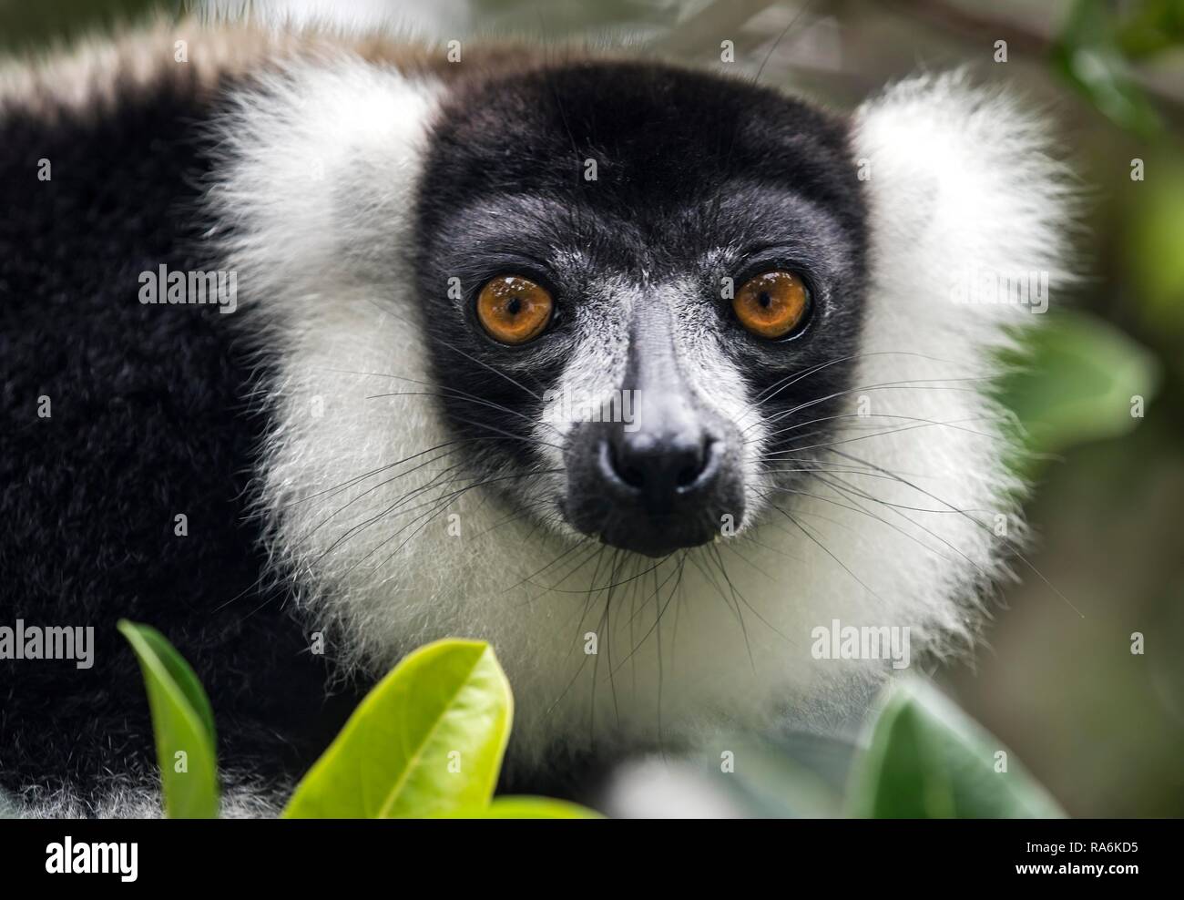 In bianco e nero lemure ruffed (Varecia variegata), Ankanin Ny Nofy, Madagascar Foto Stock