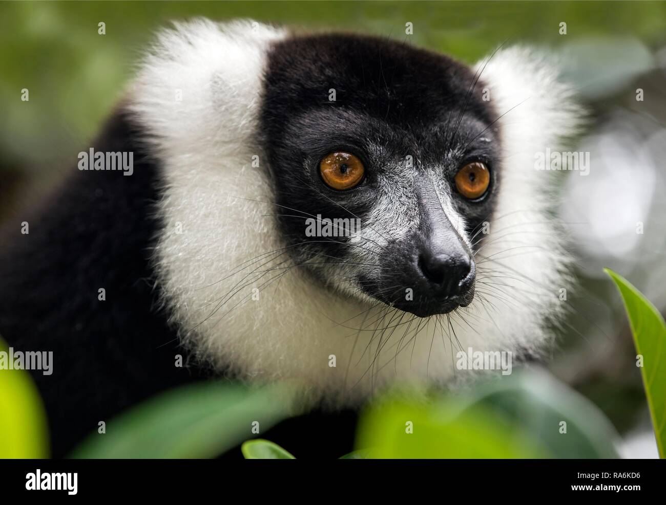 In bianco e nero lemure ruffed (Varecia variegata), Ankanin Ny Nofy, Madagascar Foto Stock