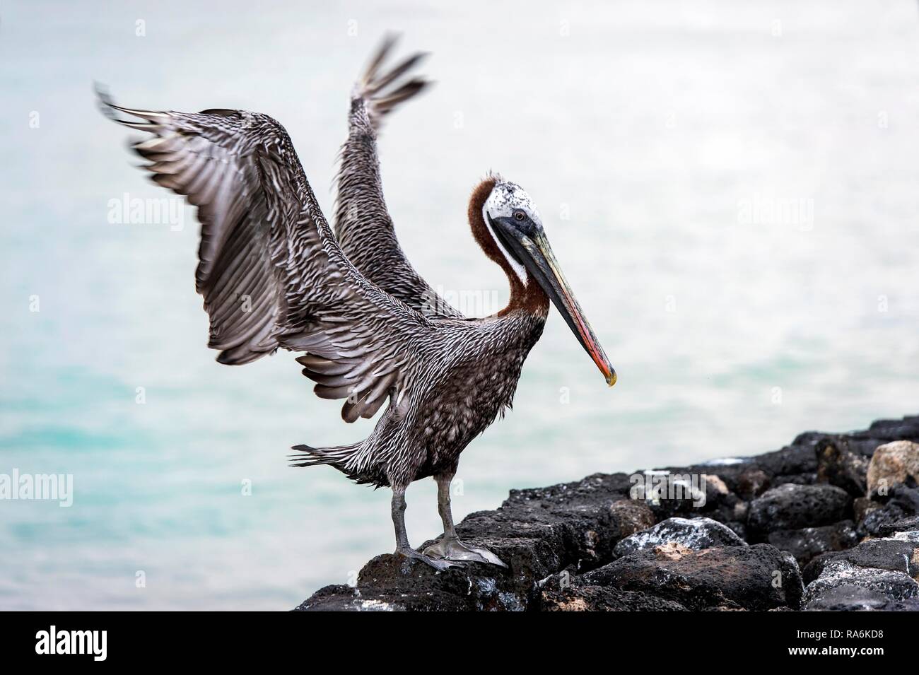 Pellicano marrone (Pelicanus occidentalis urinator), Isabela Island, Isole Galapagos, Ecuador Foto Stock