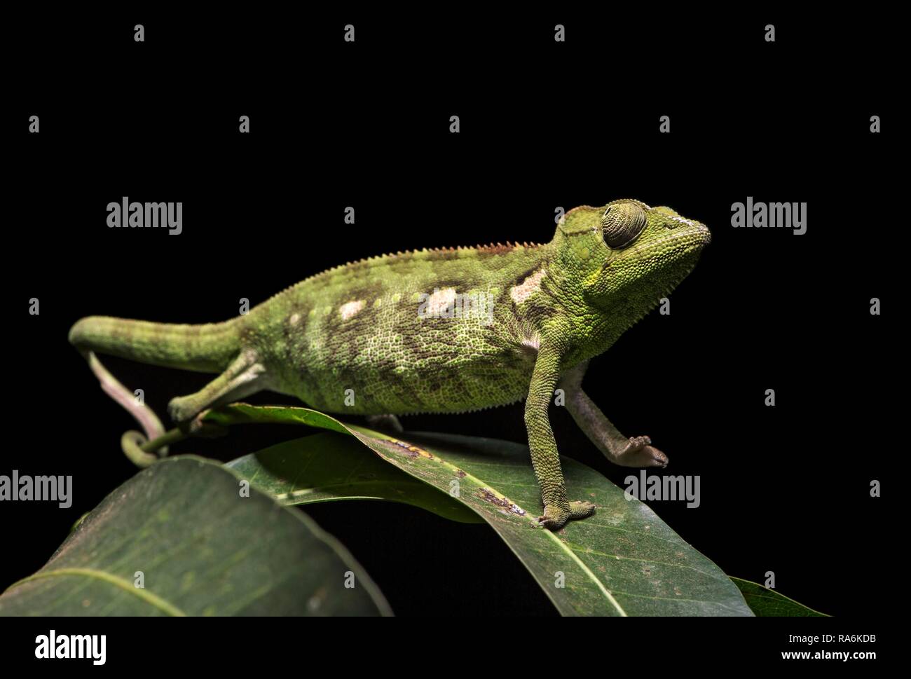 Il gigante malgascio chameleon (Furcifer oustaleti), Antananarivo, Madagascar Foto Stock