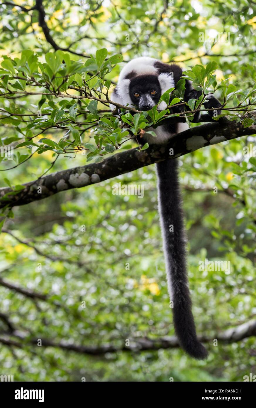 In bianco e nero lemure ruffed (Varecia variegata), Ankanin Ny Nofy, Madagascar Foto Stock