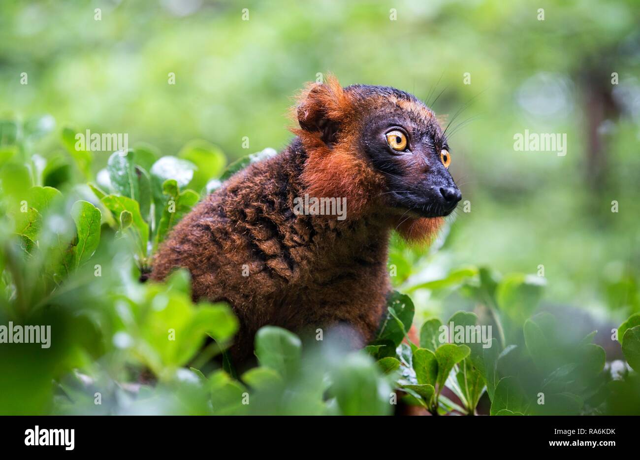 Lemure nero (il Eulemur macaco), Ankanin Ny Nofy, Madagascar Foto Stock
