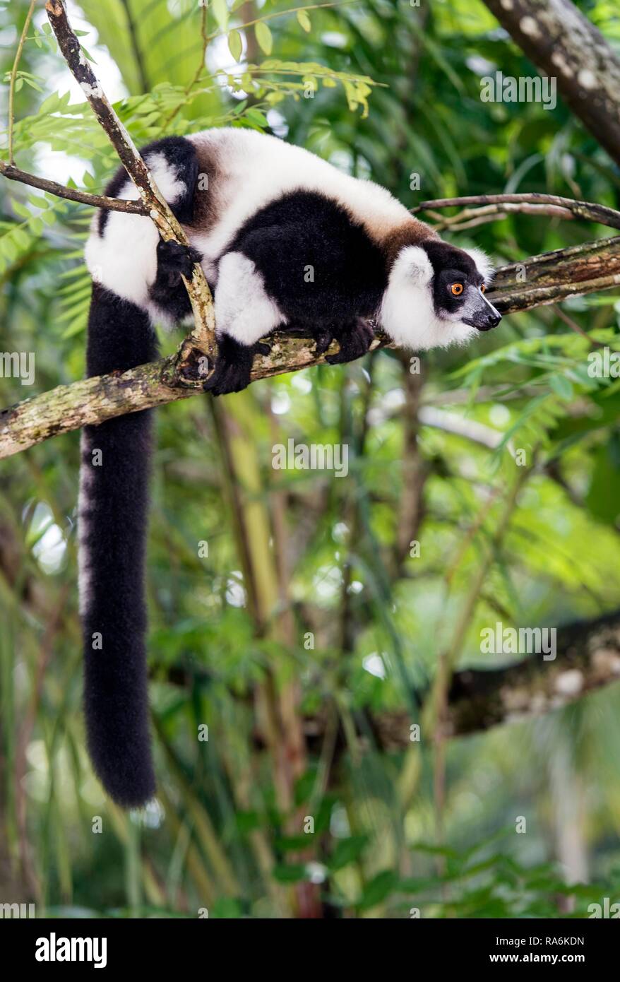 In bianco e nero lemure ruffed (Varecia variegata), Ankanin Ny Nofy, Madagascar Foto Stock