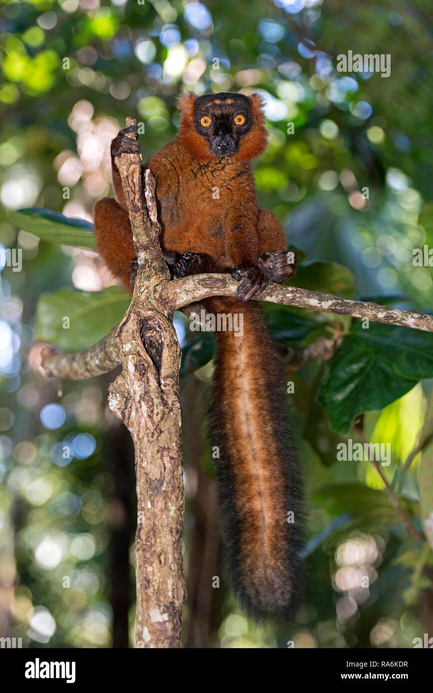 Lemure nero (il Eulemur macaco), Ankanin Ny Nofy, Madagascar Foto Stock