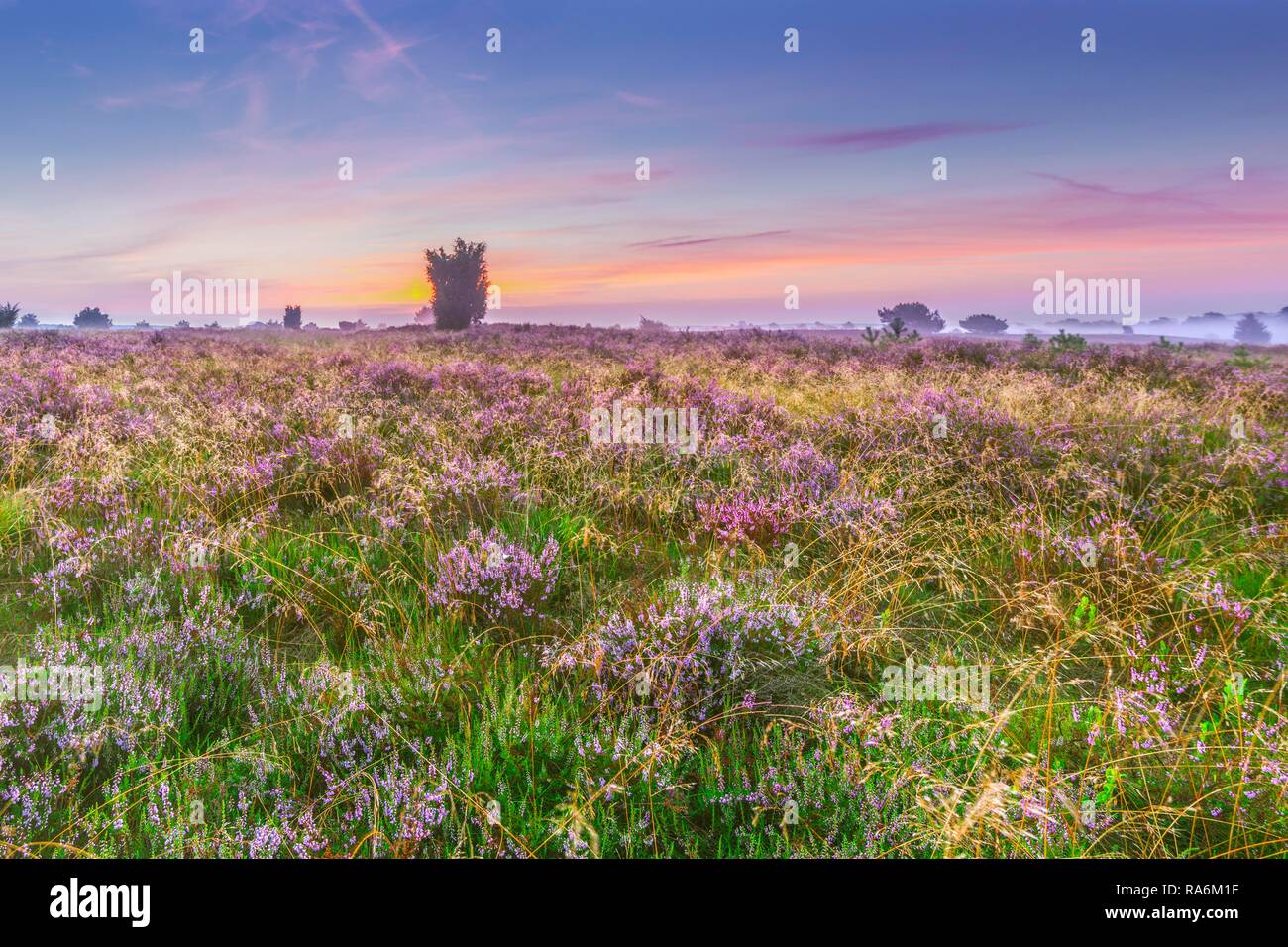 Lunenburg Heath, Undeloh, Bassa Sassonia, Germania Foto Stock