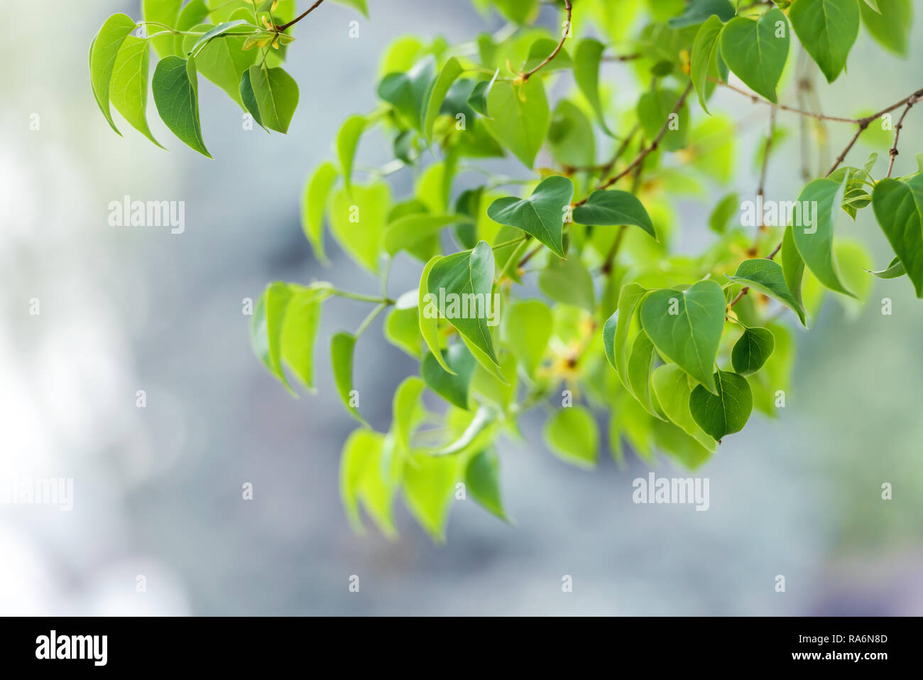 Giovani foglie verdi sulla molla rametti. In primavera la natura sullo sfondo Foto Stock