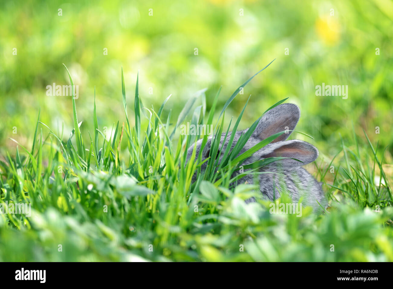 Piccolo coniglio grigio in erba verde closeup. Può essere utilizzato come sfondo di Pasqua. Fotografia degli animali Foto Stock