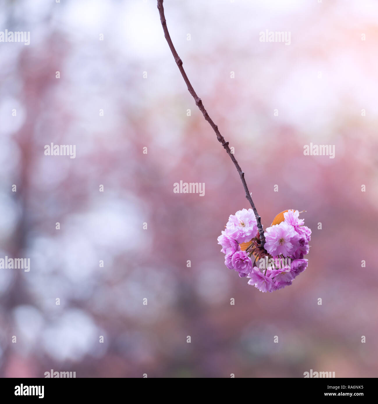 Rosa sakura fiori sulla molla cherrys rametti. In primavera la natura sullo sfondo Foto Stock