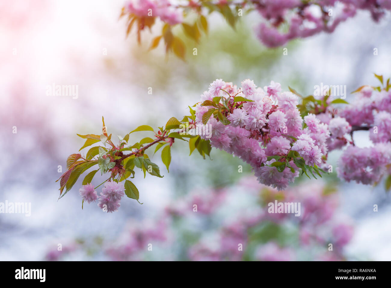 Rosa sakura fiori sulla molla cherrys rametti. In primavera la natura sullo sfondo Foto Stock