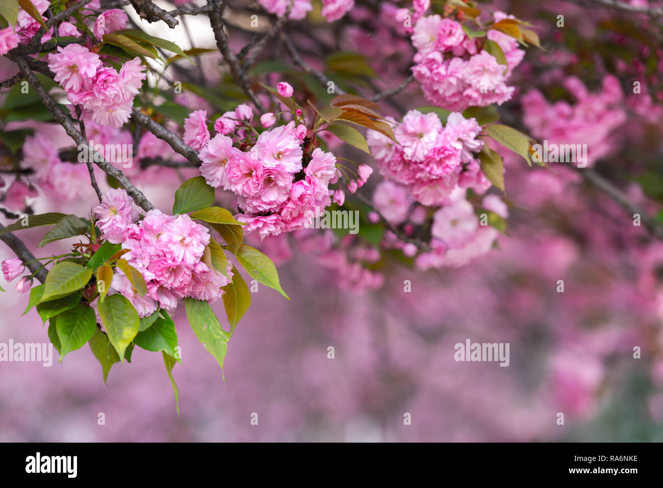 Rosa sakura fiori sulla molla cherrys rametti. In primavera la natura sullo sfondo Foto Stock