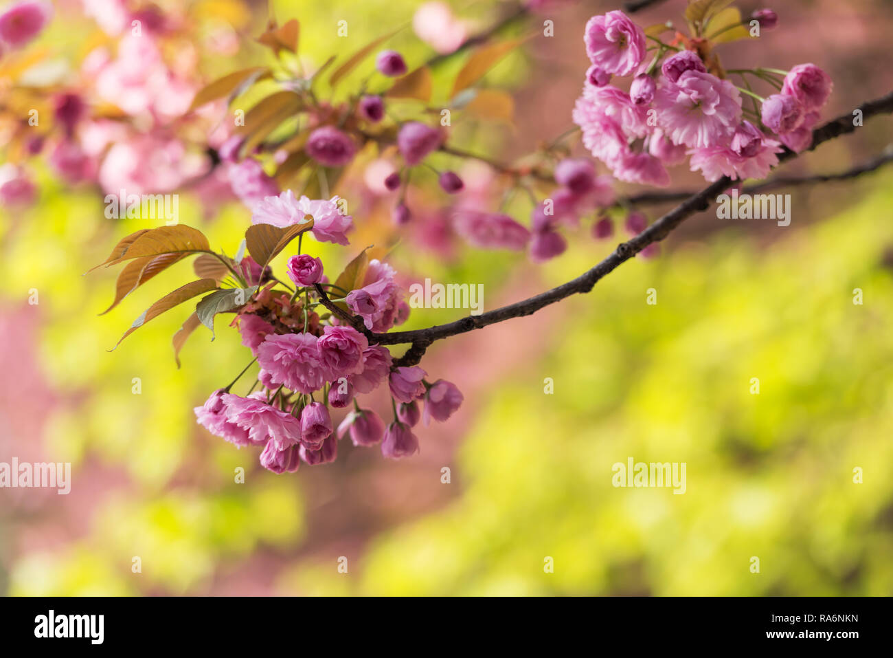 Rosa sakura fiori sulla molla cherrys rametti. In primavera la natura sullo sfondo Foto Stock