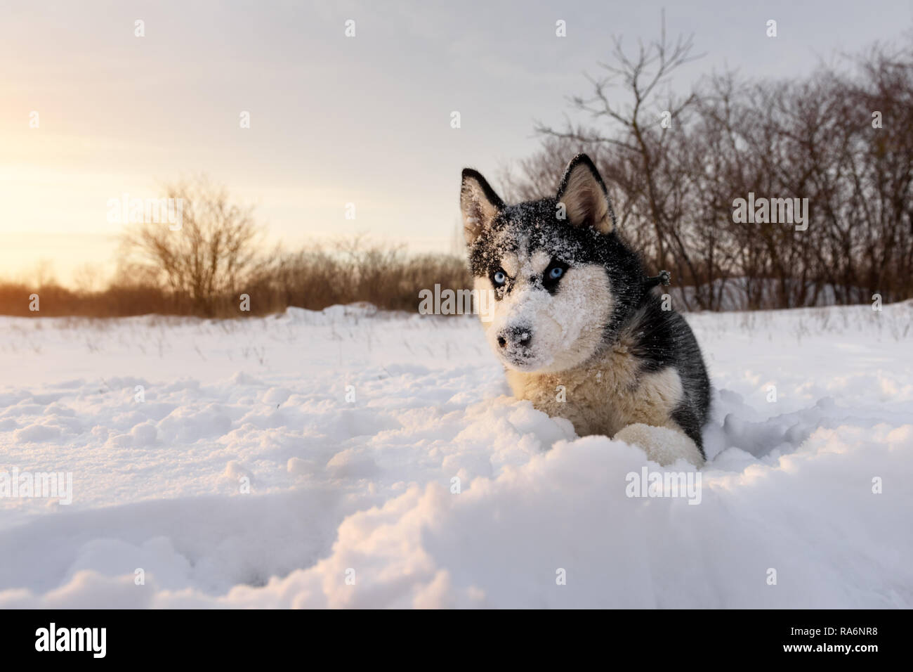 Siberian Husky cane a giocare sul campo d'inverno. Happy puppy in soffice neve. Fotografia degli animali Foto Stock