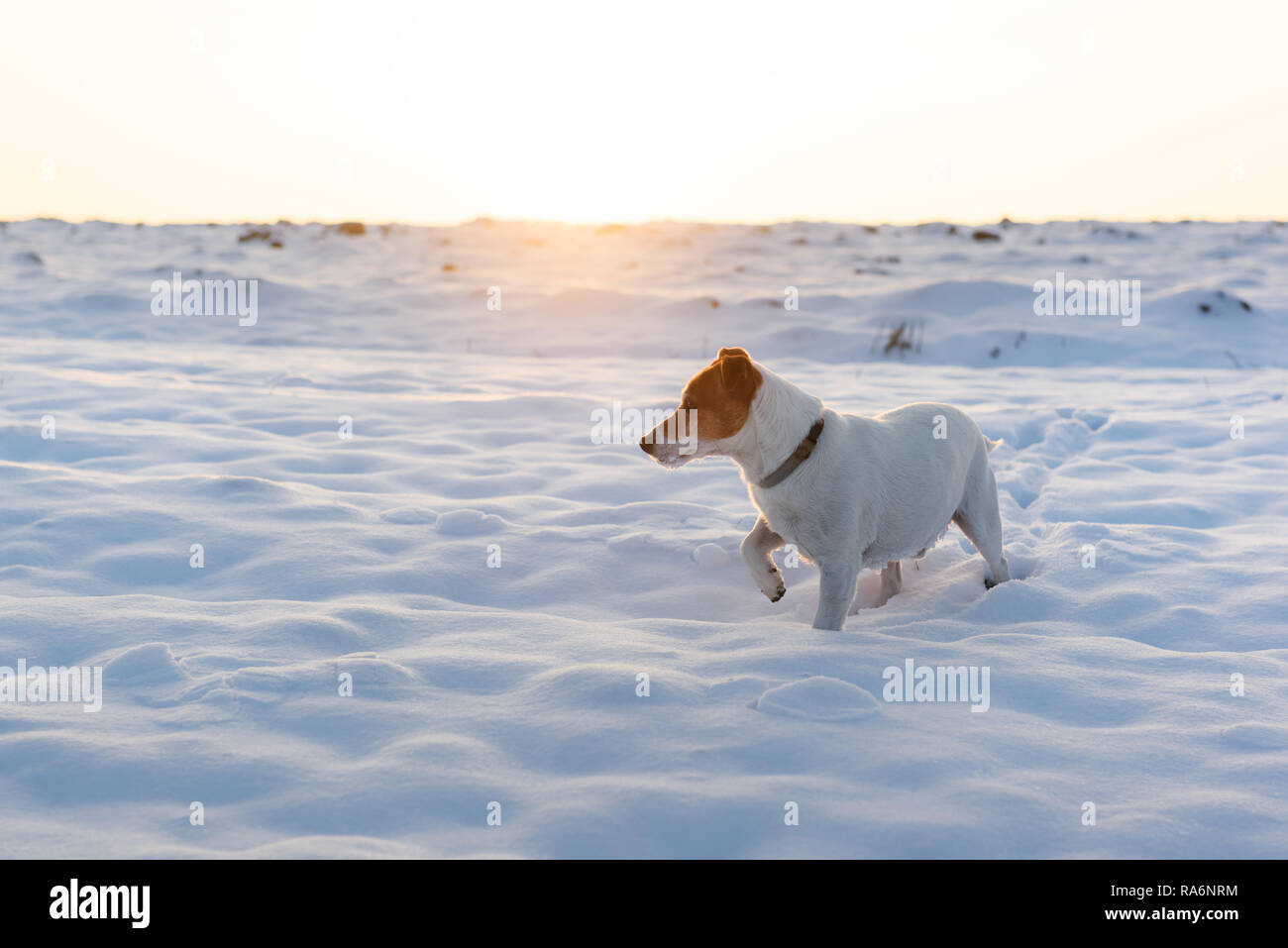 White Jack Russel Terrier Cucciolo Sul Campo Nevoso Cane Adulto Con