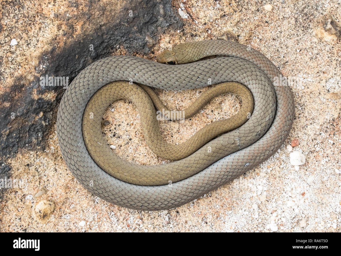 Giallo-di fronte frusta Snake Foto Stock