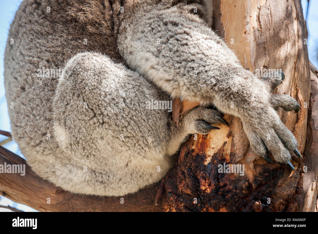 Il Koala artigli contro una gomma Foto Stock