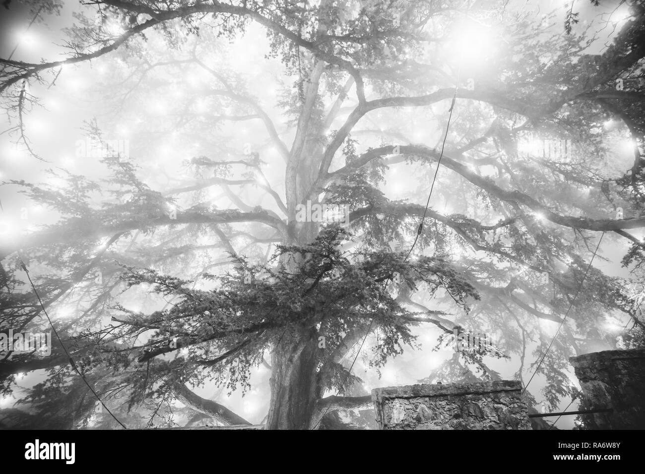 Bianco e nero effetto di illuminazione del grande albero di Natale nella nebbia, fotografato dal di sotto, a Cison di Valmarino, Italia Foto Stock
