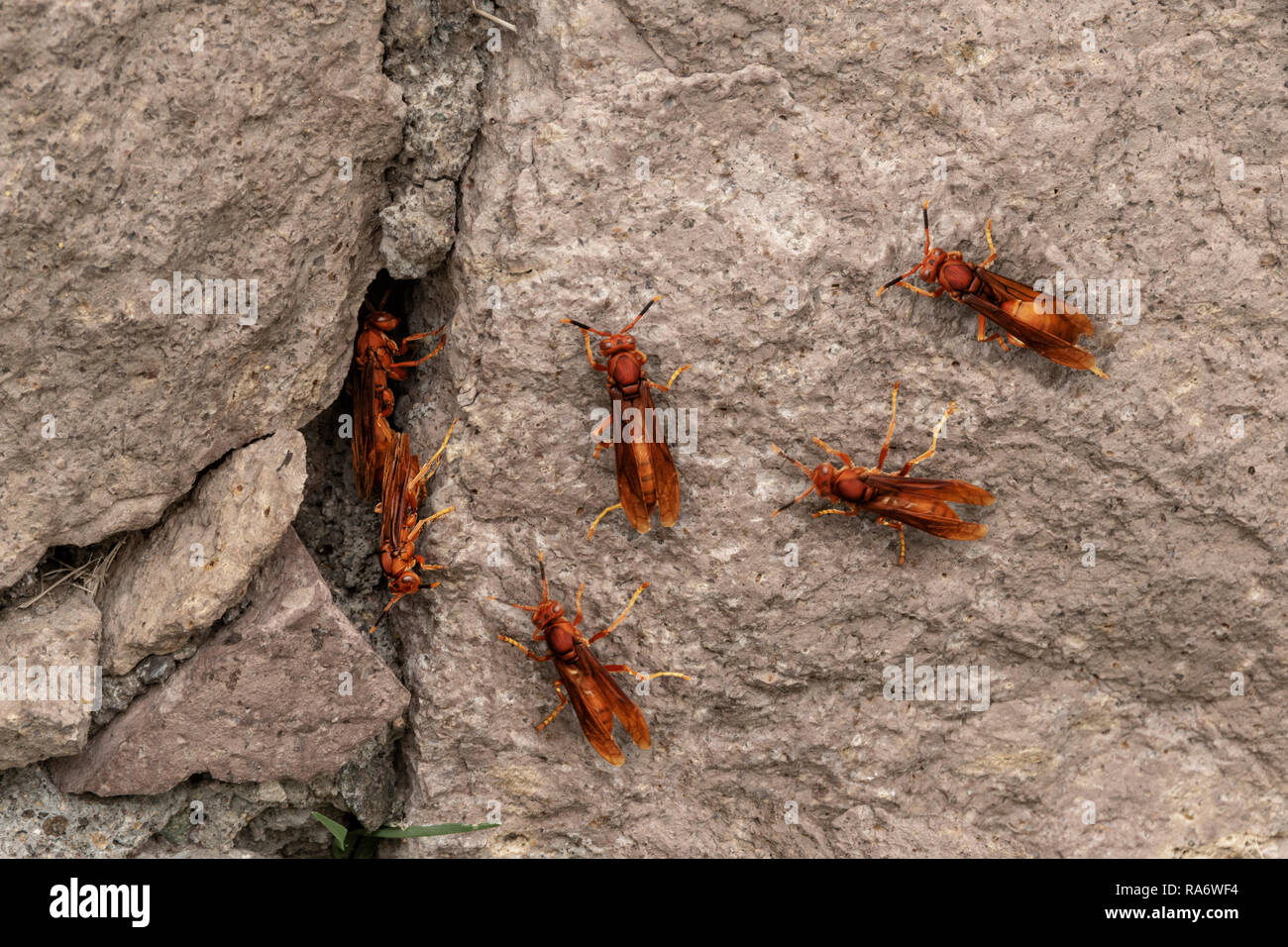 Gruppo di red vespe, femmina carta rossa vespe Polistes carolina, su pietre, Foto Stock