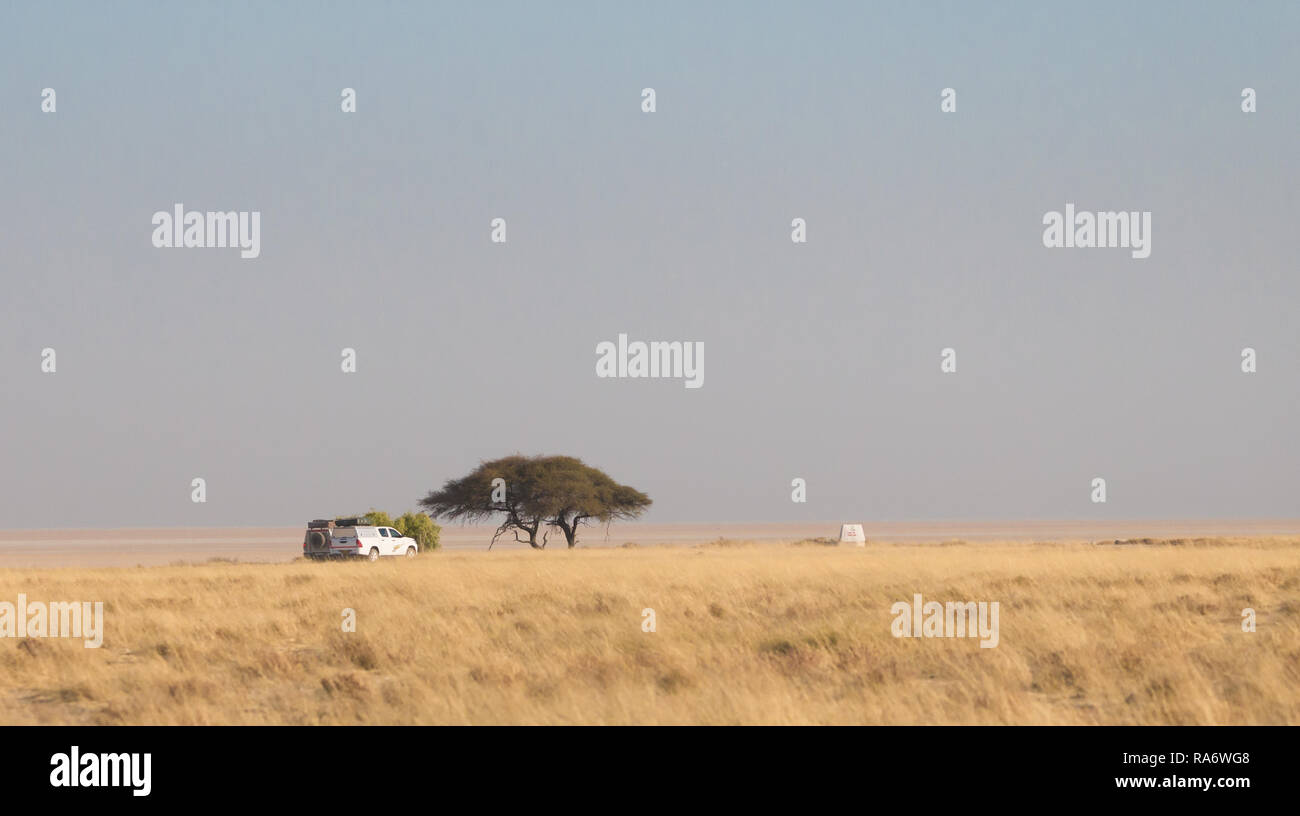 Savana Africana paesaggio di camel Thorn Tree e 4x4 o veicoli terrestri rivolta verso vista di Etosha Pan, il Parco Nazionale di Etosha, Namibia plus spazio di copia Foto Stock