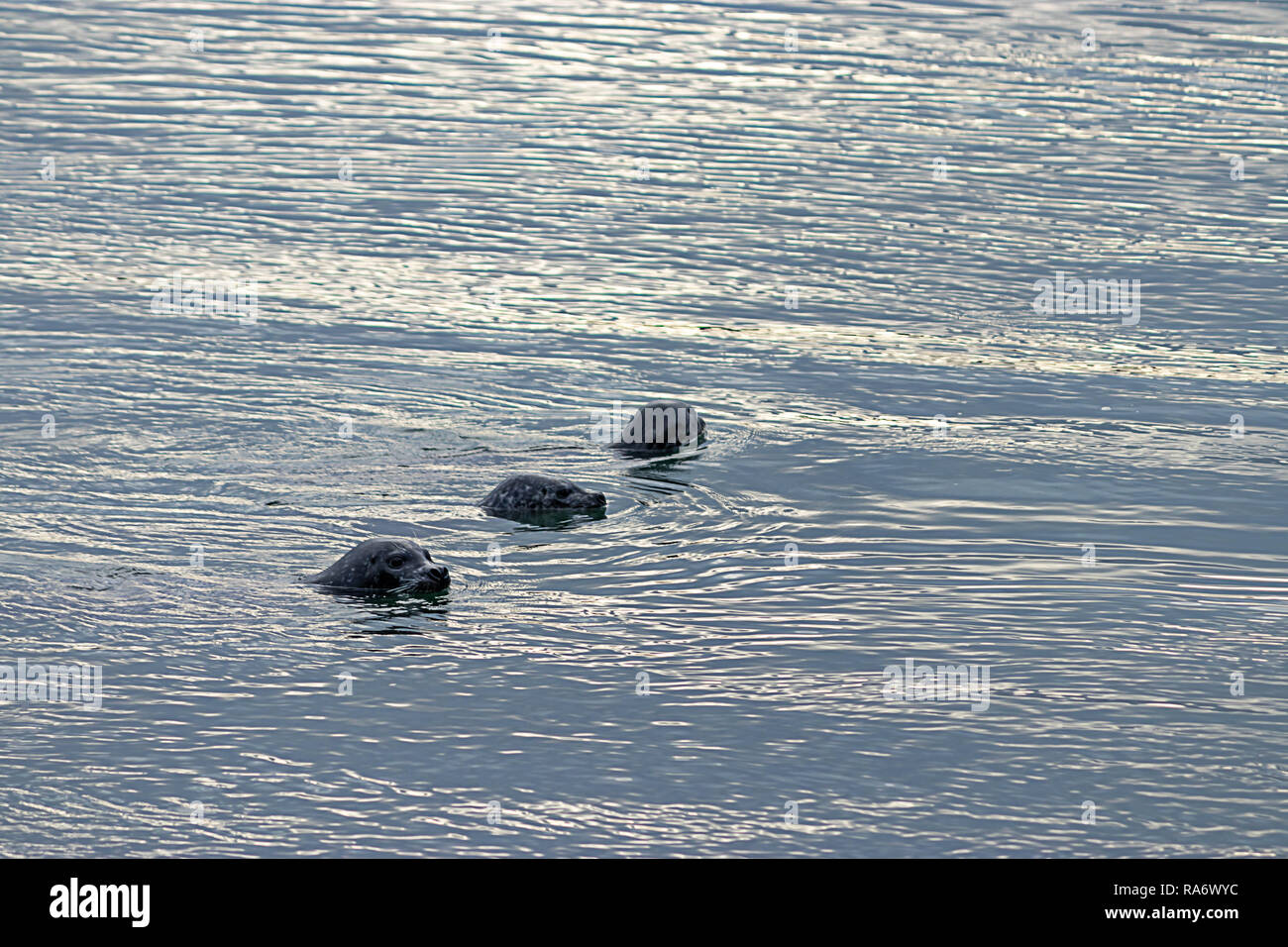 Tre giovani guarnizioni di tenuta nelle acque del Puget Sound Foto Stock
