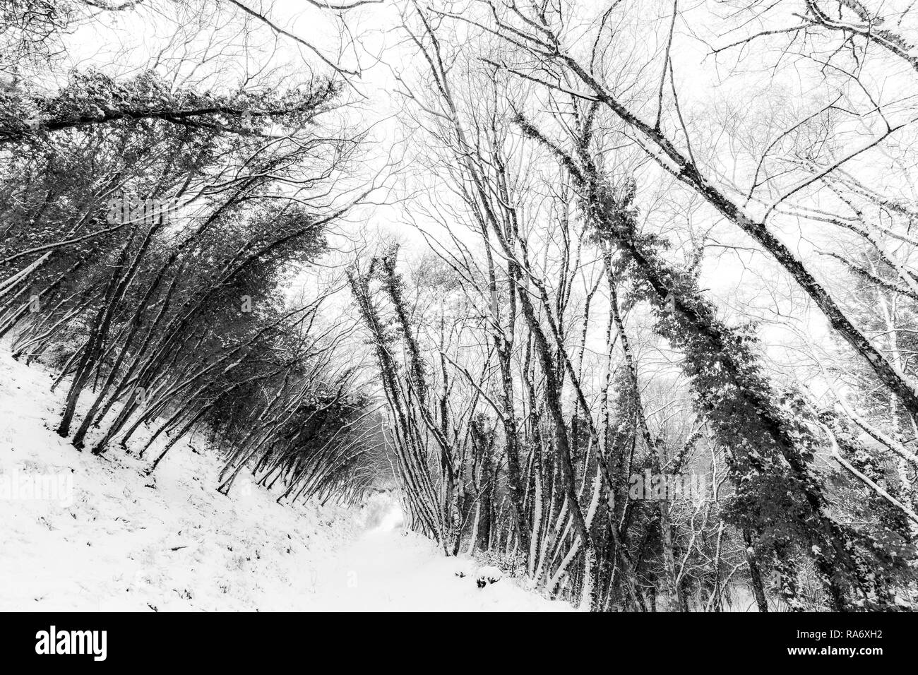 Alberi con neve in inverno Foto Stock