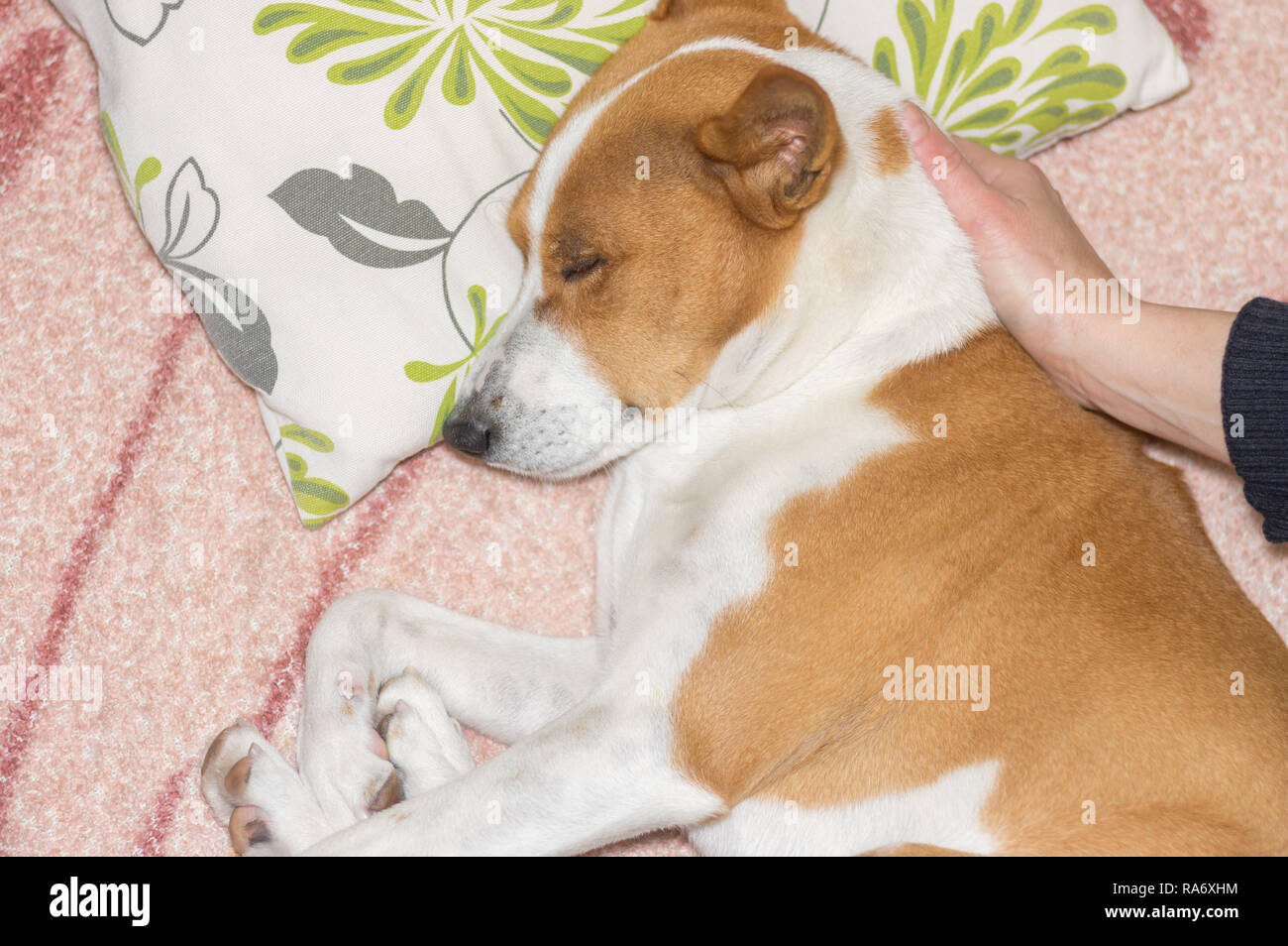 Master lulling Basenji con la mano mentre il cane sdraiato su un divano Foto Stock