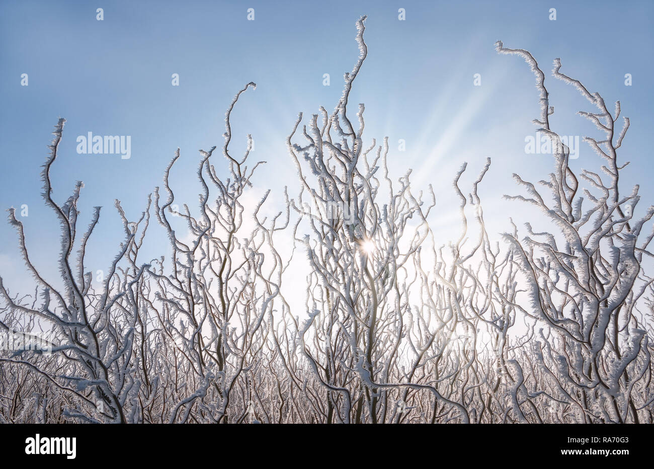 Twisted ramoscelli di cavatappi salici coperti di bianco trasformata per forte gradiente di cristalli di brina su un freddo inverno pieno di sole giorno, Germania Foto Stock