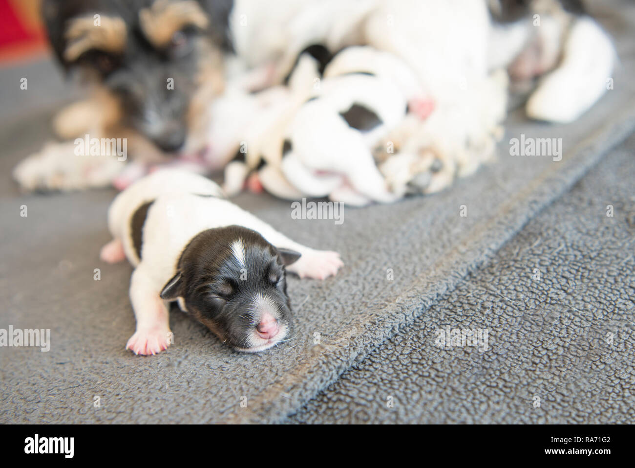 cucciolo di cane appena nato